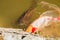 Red decorative carp floating in a pond near the surface of the water