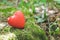 Red decorative heart in the forest. Love concept