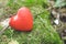 Red decorative heart in the forest. Love concept