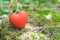 Red decorative heart on an old tree stump. Love concept