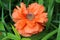 Red decorative poppy bloomed in a flowerbed