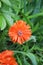 Red decorative poppy bloomed in a flowerbed