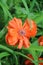 Red decorative poppy bloomed in a flowerbed