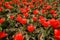 Red decorative tulips