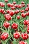 Red decorative tulips on flower meadow