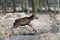 Red deer, Altai maral Cervus elaphus sibiricus