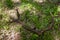 Red deer antler Cervus elaphus in the forest