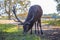 Red deer with antlers grazing for food