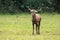 Red deer bellowing on green glade in rutting season