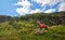 Red deer bellowing in the mountains