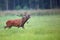 Red deer bellowing on the run