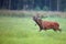 Red deer bellowing on the run