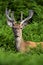 Red Deer in Bracken