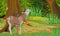 Red deer with branched antlers growls in the autumn forest. Noble deer. A forest with tall trees, evergreen fir trees and chantere