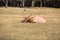 Red deer with branchy horns lies in a grass