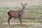 Red Deer Calf, Cervus elaphus