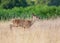 Red Deer calf (Cervus elaphus) running through long grass