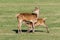 Red Deer calf Cervus elaphus suckling from mother
