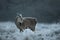 Red deer calf in winter