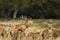 Red Deer calling in front of group of hinds