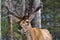 Red deer in Canadian forest, in a private park