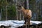 Red deer in Canadian forest, in a private park