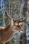 Red deer in Canadian forest, in a private park