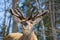 Red deer in Canadian forest, in a private park