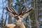 Red deer in Canadian forest, in a private park