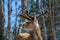 Red deer in Canadian forest, in a private park