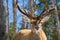 Red deer in Canadian forest, in a private park