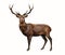 The red deer Cervus elaphus