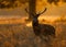 Red deer (Cervus elaphus)