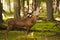 Red deer / Cervus elaphus bellowing in the forest