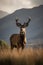 Red Deer (Cervus elaphus). The Bieszczady Mts, Carpathians, Poland.