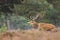 Red deer Cervus elaphus buck in moorland close up