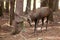 red deer, cervus elaphus, Czech republic