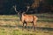 red deer, cervus elaphus, Czech republic