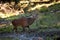 Red deer, cervus elaphus, Czech republic