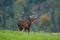 Red deer, cervus elaphus, Czech republic