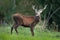 Red deer, cervus elaphus, Czech republic