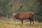 Red deer, cervus elaphus, Czech republic