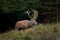 Red deer, cervus elaphus, Czech republic