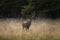 Red deer, cervus elaphus, Europe