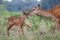 Red deer Cervus elaphus female hind mother and young baby calf