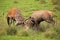 Red deer, cervus elaphus, fight during the rut.