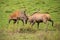 Red deer, cervus elaphus, fight during the rut.