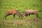 Red deer, cervus elaphus, fight during the rut.