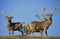 Red Deer, cervus elaphus, Group of Males against Blue Sky