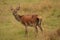 Red Deer (Cervus elaphus) on the Isle of Jura an inner Hebridean Island in Scotland, UK